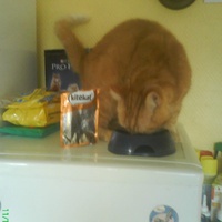 photo de livraison pour Pattes de Chats 50