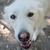 photo animal