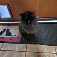 photo de livraison pour Chat de Gout'hier sans Toit