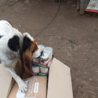 photo de livraison pour Les Chatoyants