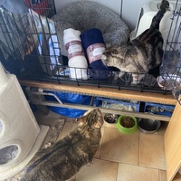 photo de livraison pour Les chats Port-Saint-Louisiens