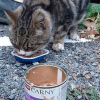photo de livraison pour Bien vivre avec les Chats Sallélois