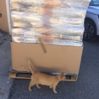 photo de livraison pour Ecole du Chat des Alpilles