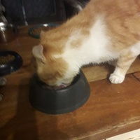 photo de livraison pour Patounes de Chats