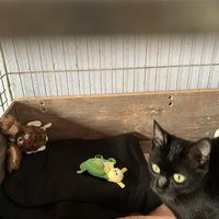 photo de livraison pour Association des Chats Camarguais