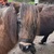 photo animal