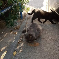 photo de livraison pour Les Chats-Pitresdelavi-Ste