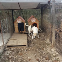 photo de livraison pour Refuge pour chiens de Baia Mare