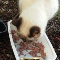 photo de livraison pour Les Chats-Pitresdelavi-Ste