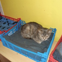 photo de livraison pour Pour l'Amour des Chats