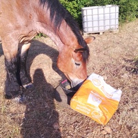 photo de livraison pour Equi-Libre : Droit à la Retraite Equine