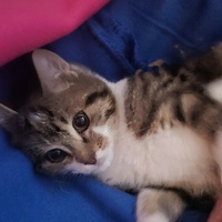 photo de livraison pour 4 Sabots et un Fer