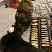 photo de livraison pour Les Chats de Condom 32