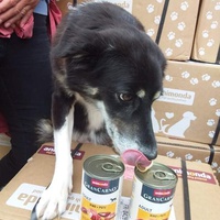 photo de livraison pour Raggie Dog Retreat