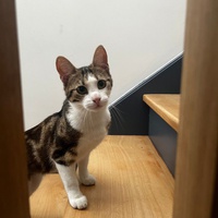 photo de livraison pour Les Pattounes de Théo