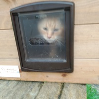 photo de livraison pour Les Chats de la Rue