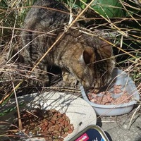 photo de livraison pour Les Chats-Pitresdelavi-Ste