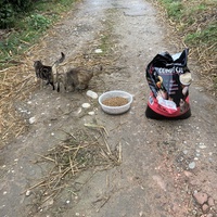 photo de livraison pour Ecole du Chat des Alpilles
