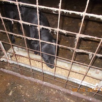 photo de livraison pour Pro Animals Finland ry