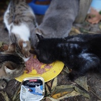 photo de livraison pour Cat Miaou