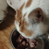 photo de livraison pour Patounes de Chats