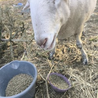 photo de livraison pour Chats Libres de Béziers