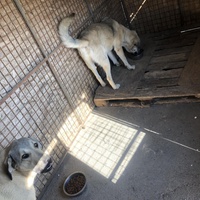 photo de livraison pour Animals voice Macedonia