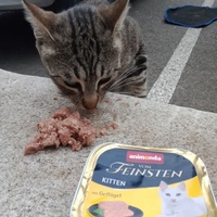 photo de livraison pour Les Chats-Pitresdelavi-Ste