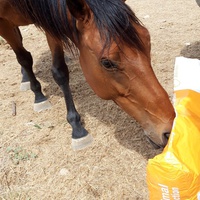 photo de livraison pour Happy Horse Day