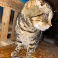 photo de livraison pour Les chats de Feelin’ Good