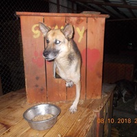 photo de livraison pour Pro Animals Finland ry