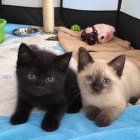 photo de livraison pour Chat Gratouille
