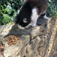 photo de livraison pour Le Chat Salonais