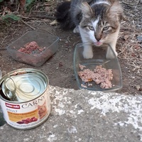 photo de livraison pour Chats cerbériens