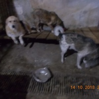 photo de livraison pour Pro Animals Finland ry