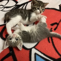 photo de livraison pour Association Des  Chats  De Hyeres