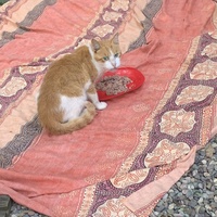photo de livraison pour Les chats de chez nous
