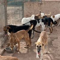 photo de livraison pour SARA Morocco