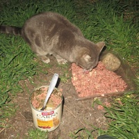 photo de livraison pour Chat Libre de l'Ile du Ramier