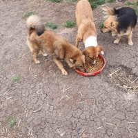 photo de livraison pour Serbian Society for the Protection of Animals - SSPA