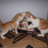 photo de livraison pour Stérilcat 80