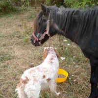 photo de livraison pour SOS Animal Tendresse