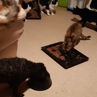 photo de livraison pour Pour l'Amour des Chats