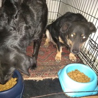 photo de livraison pour Lina's animal rescue