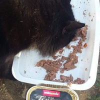photo de livraison pour Les Chats-Pitresdelavi-Ste