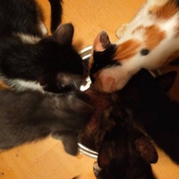 photo de livraison pour Anima'passion