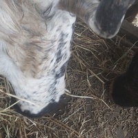 photo de livraison pour Equi-Libre : Droit à la Retraite Equine