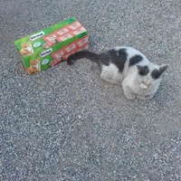 photo de livraison pour Les chats Port-Saint-Louisiens