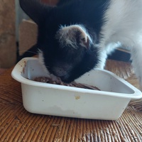 photo de livraison pour Une vie, Un chat