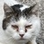 photo animal